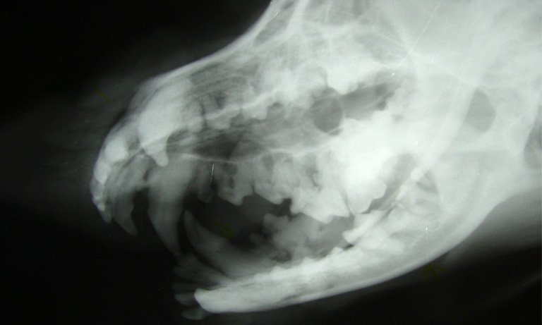 Oral cavity of dog