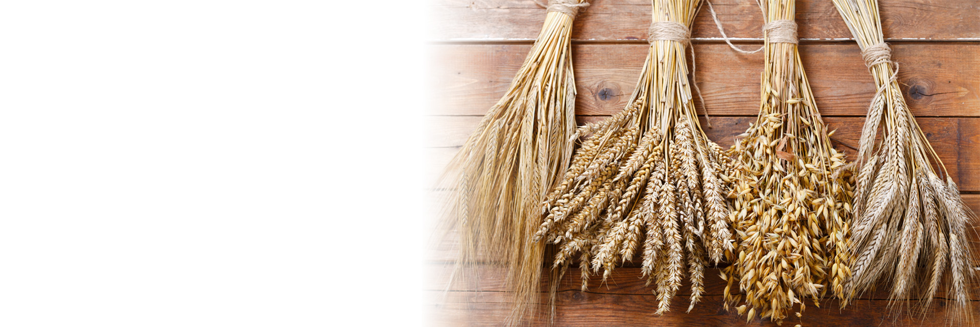 Barley