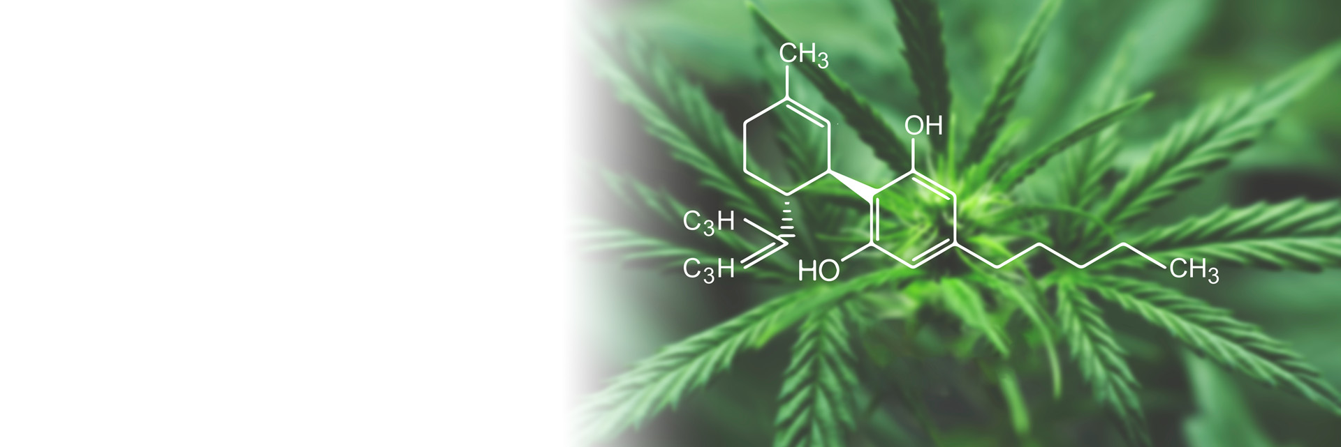 Hemp