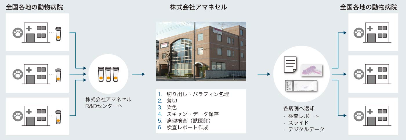 デジタル獣医病理学ワークフロー
