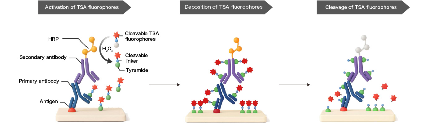 Cleavable Tyramide (TSA) Technology
