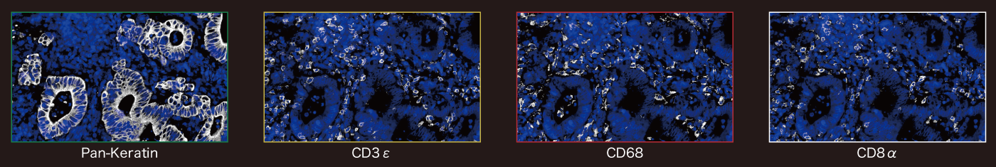 Overlay image of DAPI (blue) and individual targets (white)