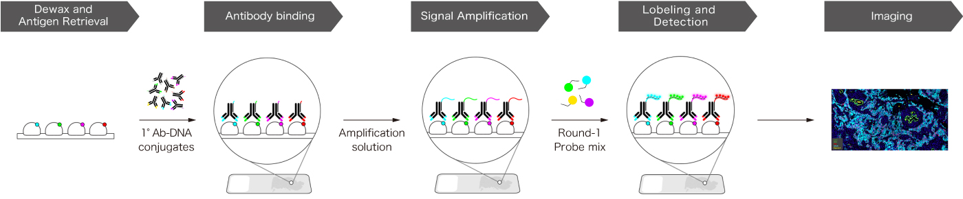 Image of Staining principle of InSituPlex