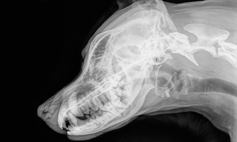 X-ray of dog's mouth