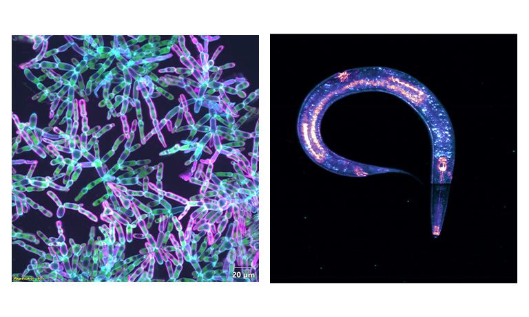 Images from scientific cameras