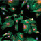 Fluorescence imaging