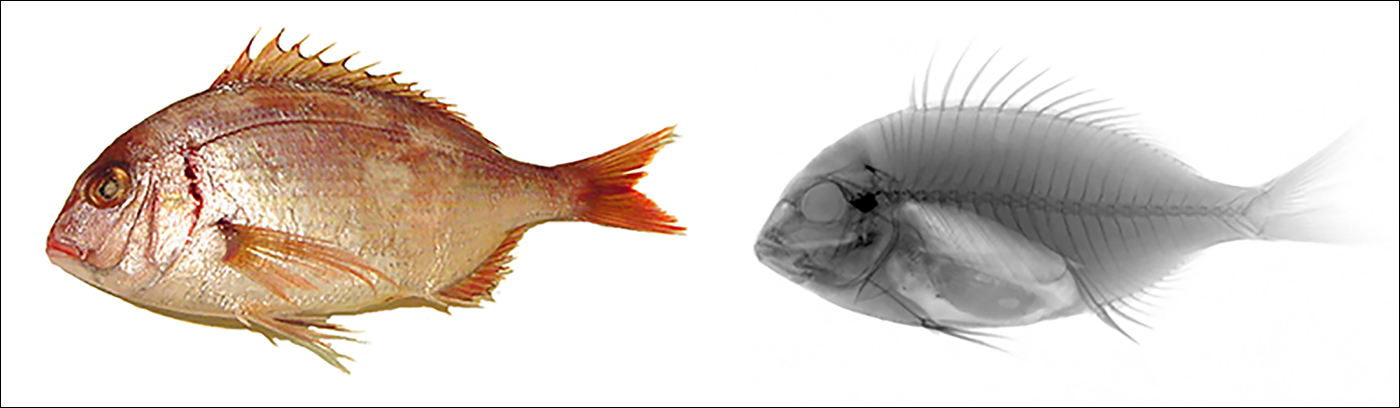 Imaging example: fish. Seeing fine bone structure detail is possible using high-resolution, line scan X-ray detector optimized for low-energy applications.