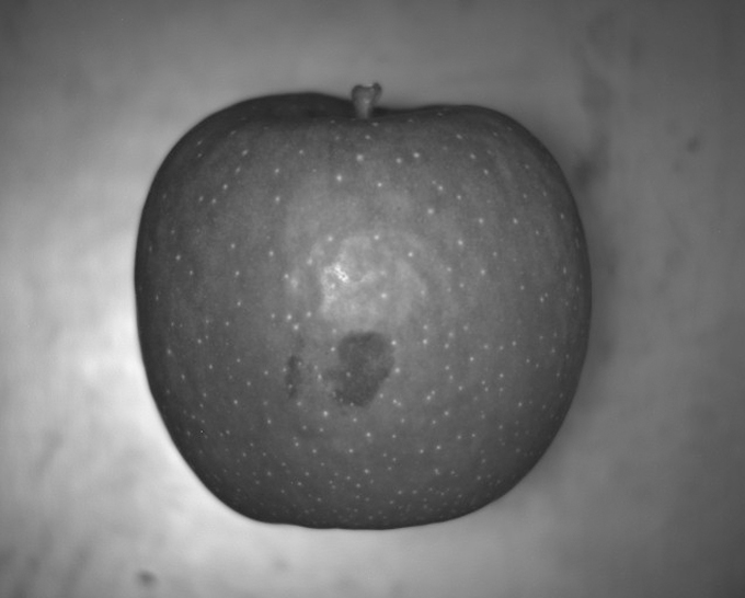 Infrared image of an apple, taken with CR12741-03 InGaAs camera, shows hidden defects.