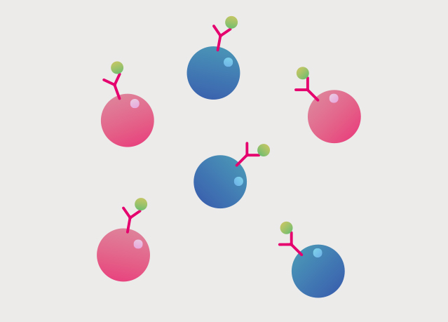 Fluorescent labeling of cells
