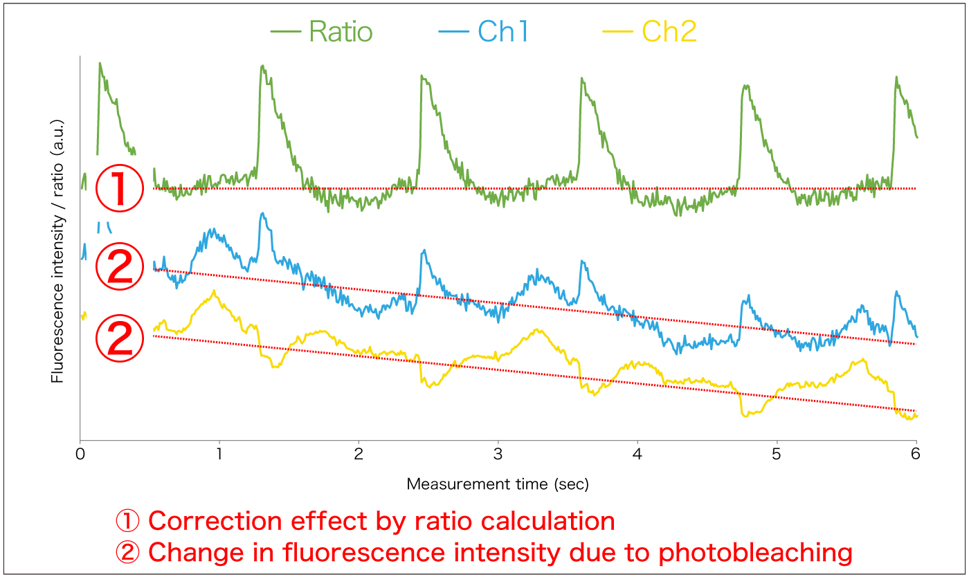 di-4-ANEPPS-Change in fluorescence brightness due to fading