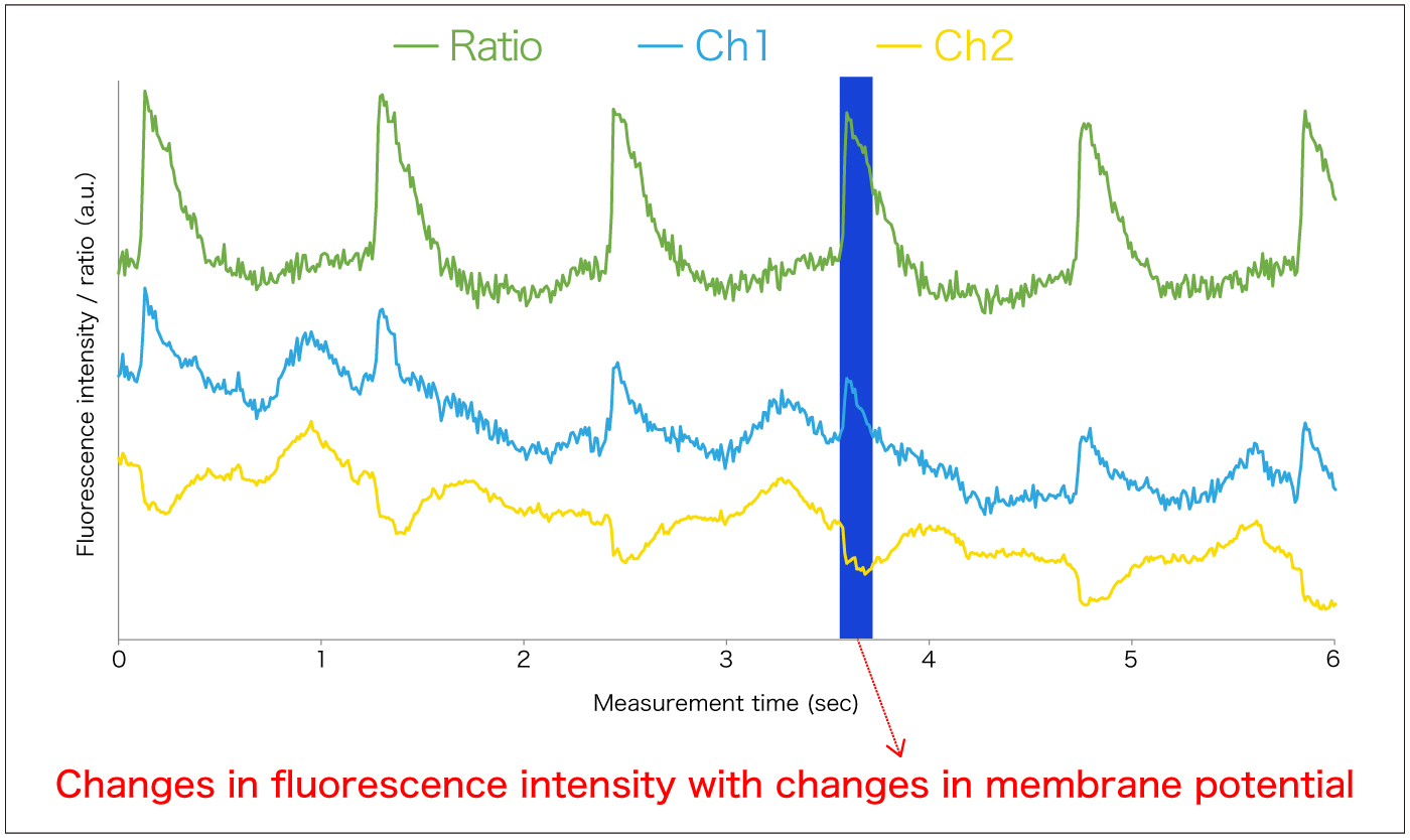 di-4-ANEPPS-Change in fluorescence brightness with change in membrane potential