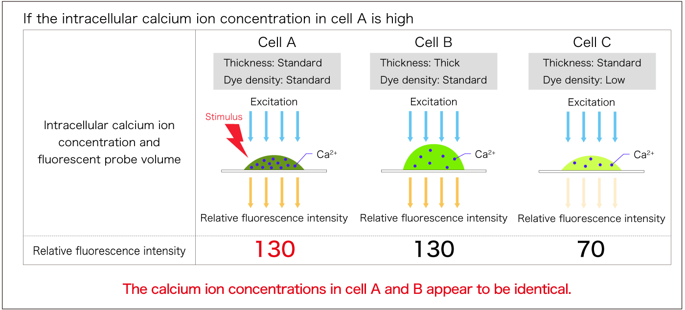 1 wavelength - high intracellular calcium concentration in cell A