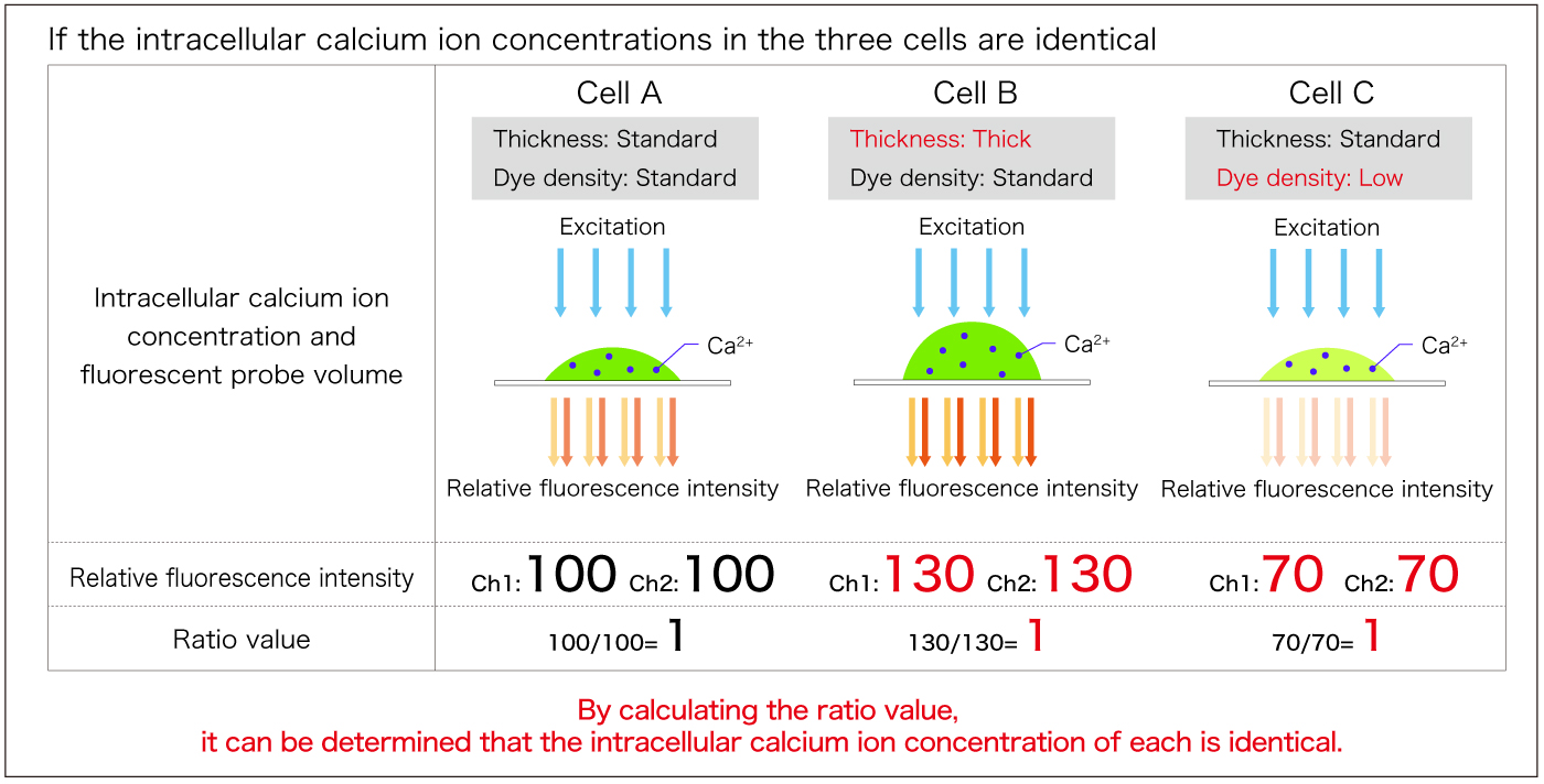 2 wavelengths - same intracellular calcium concentration