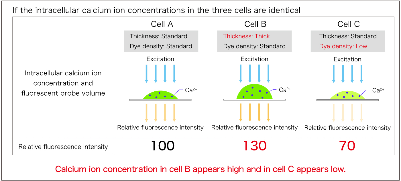 1 wavelength - same intracellular calcium concentration
