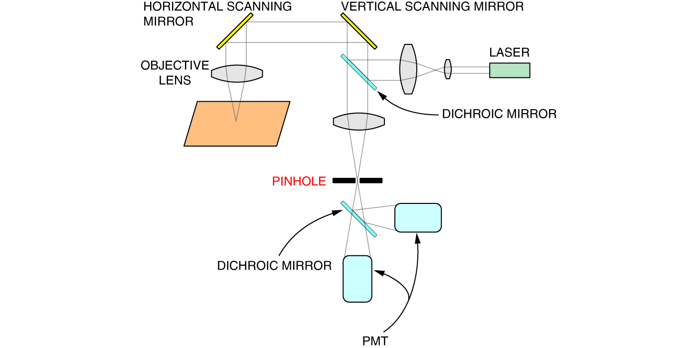 Components of a confocal laser scanning microscope