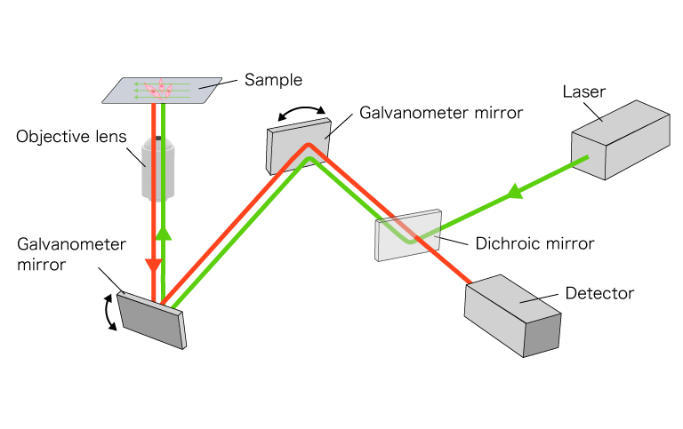 Schematic diagram of a point-scanning confocal microscope