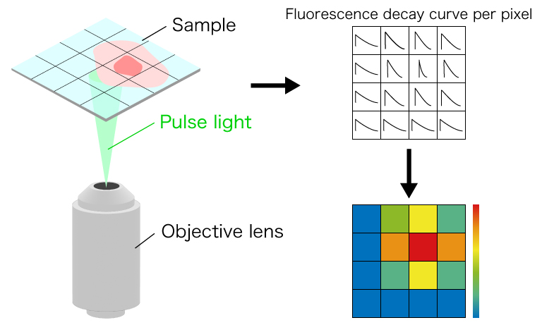 Figure 2: Principle of fluorescence lifetime microscopy
