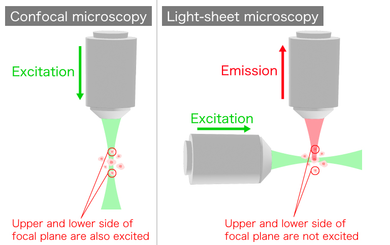 Differences in illumination methods between confocal microscopy and light-sheet microscopy