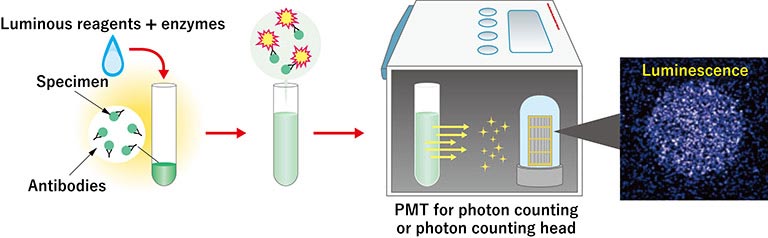 Example of chemiluminescence measurement