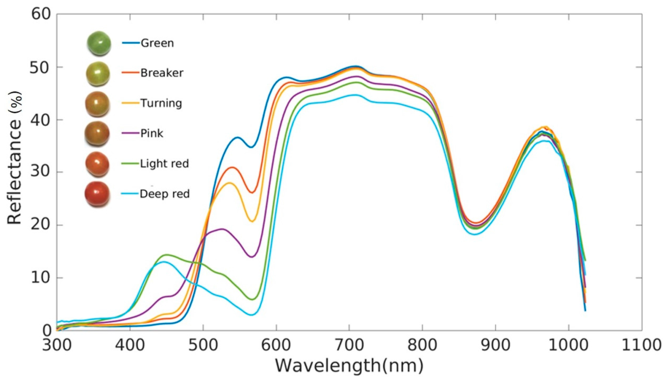 Graph 1: Typical progressive change of reflectance spectra at different ripening stages of tomato