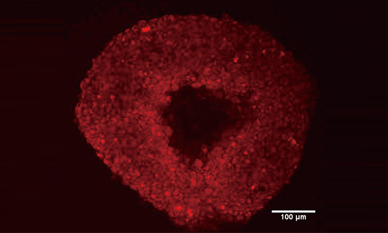 Fluorescent 3D live cell imaging