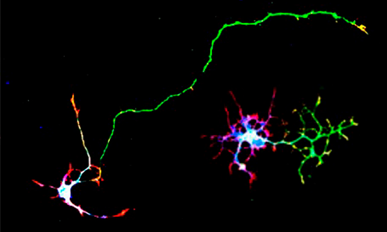An optogenetic tool for intracellular cAMP production