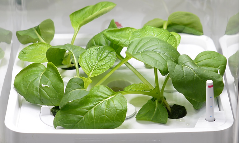 Optical sensing for agriculture
