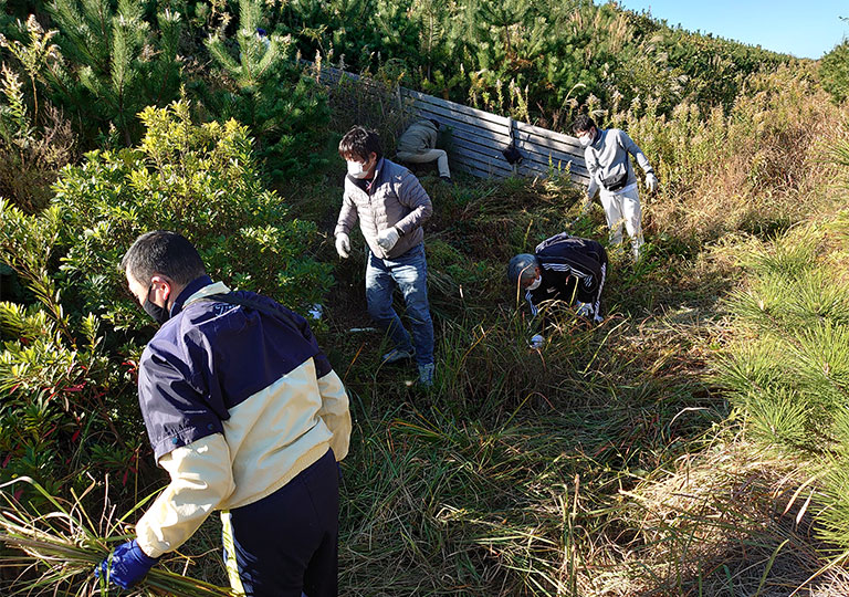 Planting trees on the seawall