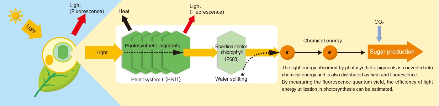 light energy is converted into chemical energy