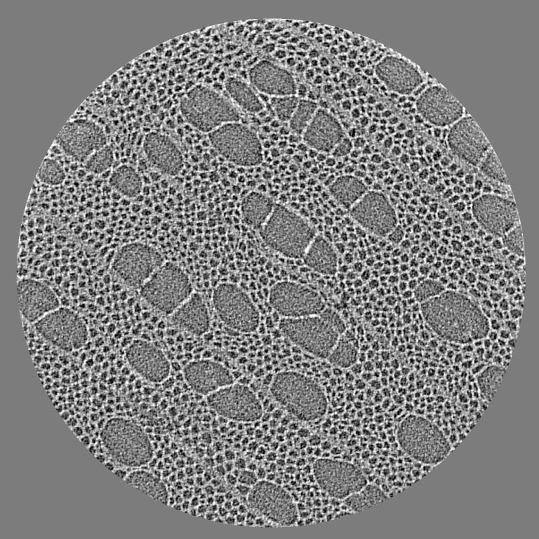 Internal observation of wood