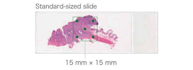 standard-sized slide