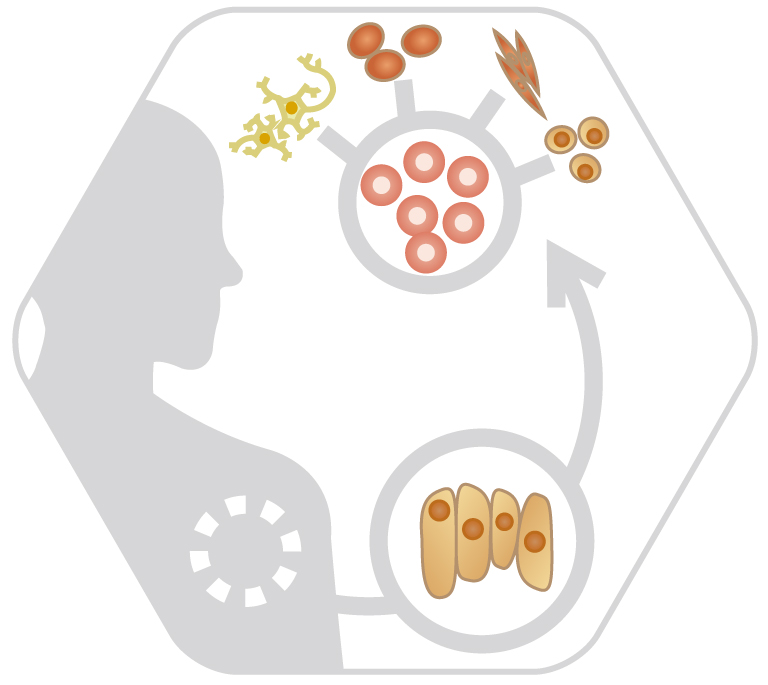 fdssucell application