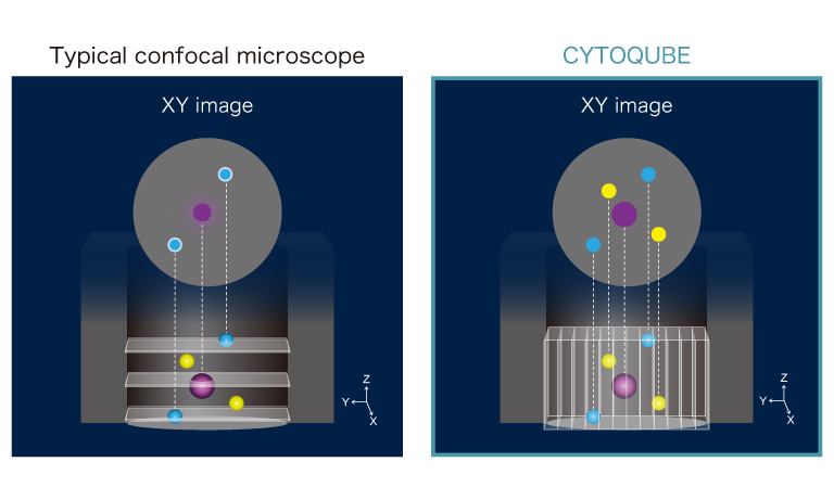 Seamless 3D fluorescent images