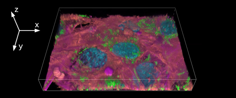 Example of a 3D image acquired with a confocal microscope