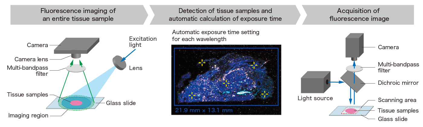 Flow of getting acquisition of fluorescence image