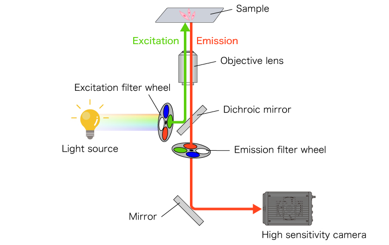 Schematic diagram of an epifluorescence microscope using a filter wheel