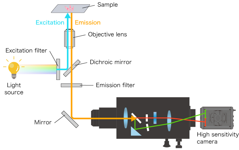 Schematic diagram of an epifluorescence microscope using W-VIEW GEMINI image splitting optics system