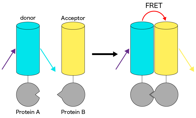 Schematic diagram of intermolecular FRET