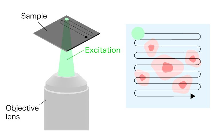 Excitation light illumination image in confocal microscopy