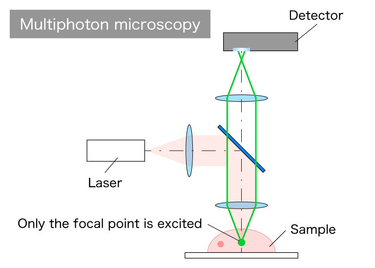 Optical system schematic of a multiphoton microscope