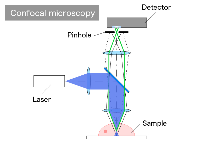 Optical system schematic of a confocal microscope