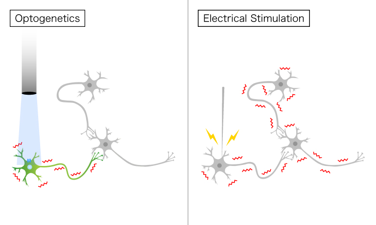 Differences between optogenetics and electrical stimulation