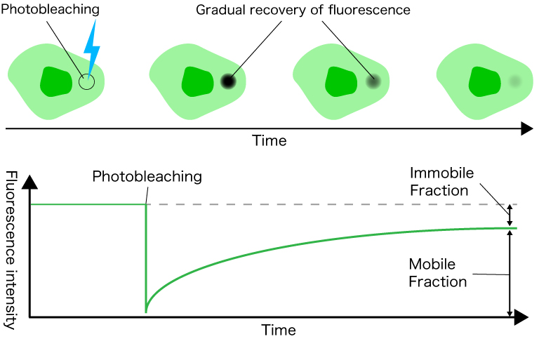 Principle of FRAP