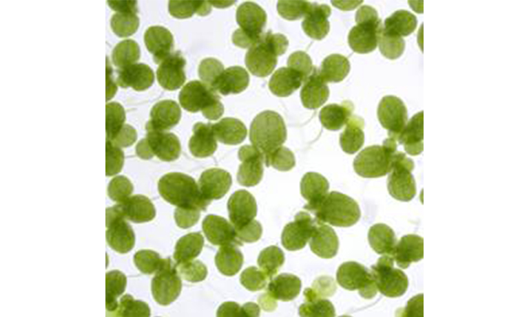 Examples of organisms using photons