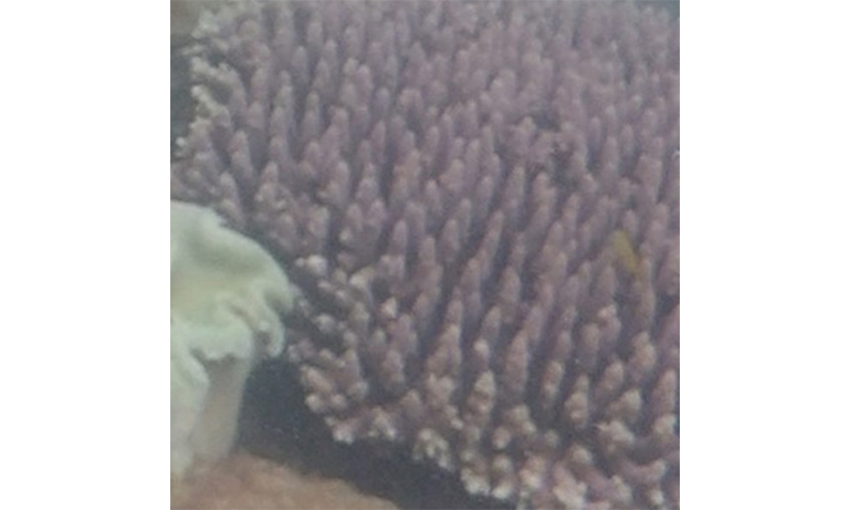 Examples of organisms using photons