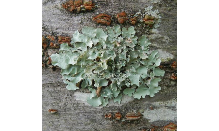 Examples of organisms using photons