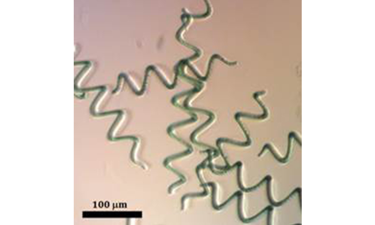 Examples of organisms using photons
