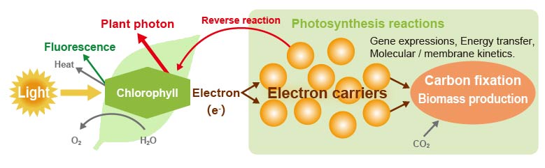 Photosynthesis evaluation technology by photon detection
