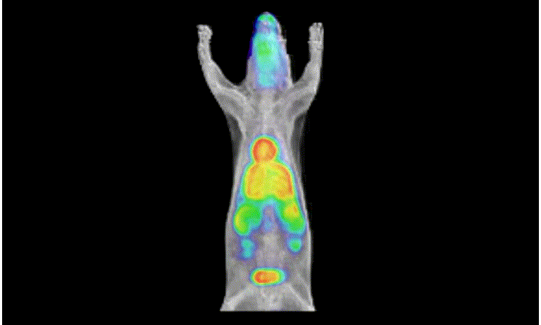 Creation of PET probes for unrevealed biological functions