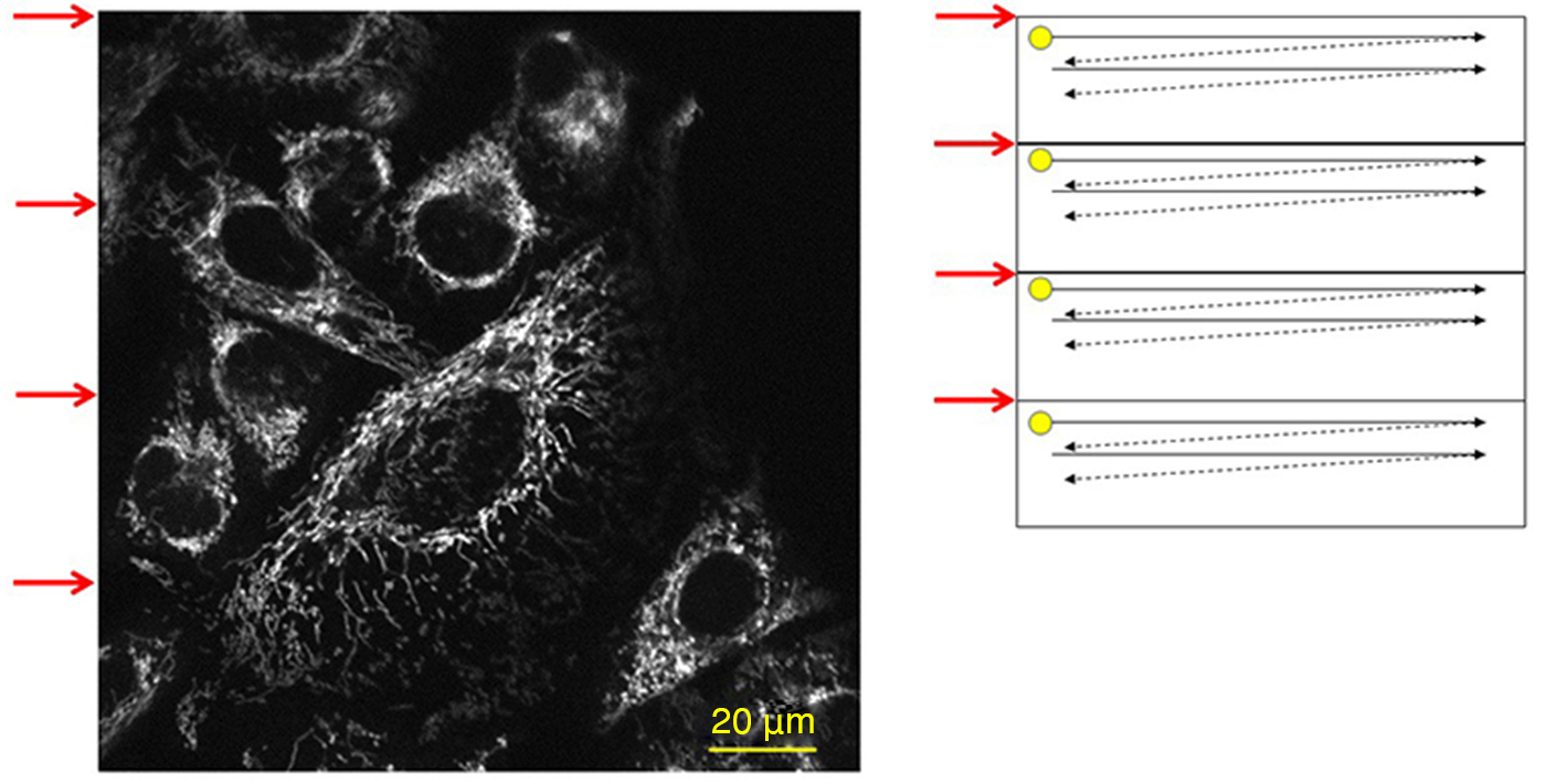 Fluorescent images of mitochondria